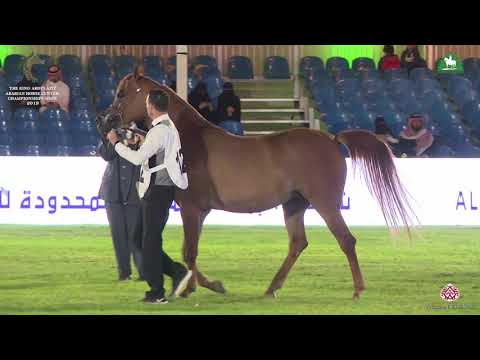 N 132 RESALAT AL KHALEDIAH   KAAHC 2019   Fillies 3 Years Old Class 3B