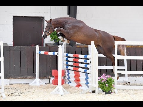 S17 Hicksteadt White x Camax L