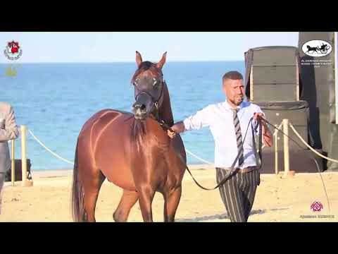 N 478 AJ RESAN   Al Dhafrah Arabian Horse Championship 2023   Colts 3 Years Old Class 8B