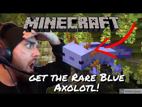 Minecraft - How to get Blue Axolotl in Minecraft 1.17 l Minecraft How to get the Rare Blue Axolotl
