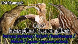 Download lagu kompilasi suara pikat burung puchong | blekok | keladi | Bambangan sawah || burung sawah terpopuler mp3