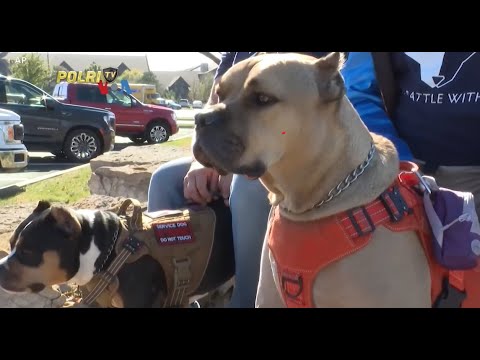 VOA - ANJING TERAPI BANTU PERAN VETERAN PERANG ATASI PTSD