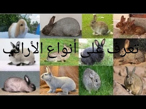 , title : 'تعرف على أنواع الأرانب 💯🐰'
