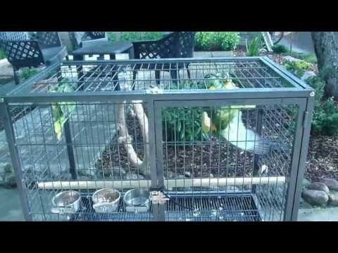 Gokas ir Čiuva maudosi po lietumi