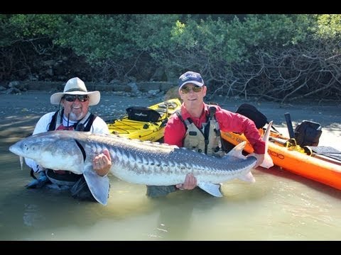 Kayak Angler Lands Massive Sturgeon