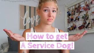 How to get a service dog // the right way