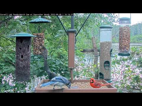 Northern Cardinal Shares Feeder Tray With Blue Jays And More!