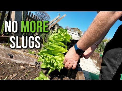 The Ultimate Slug Deterrent | How To Stop Slugs Eating Your Veg | No More Slugs In Your Garden
