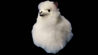 OIIAOIIAlpaca