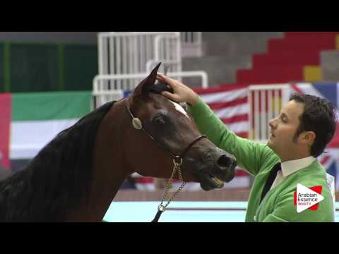 Milan SEWC 2016 - Yearling Fillies (1B) - 2nd place: N.18 NADIRAH AL RASHEDIAH