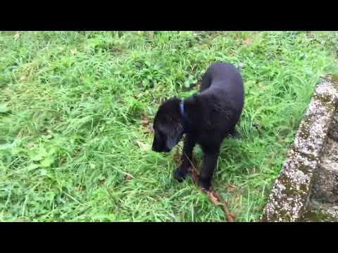 Jacky "Luca" of Fridolins- Flat bei Arthur und Annelies