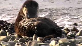 preview picture of video 'Sea Otter, Holy Isle no2'
