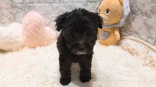 トイプードルの動画01