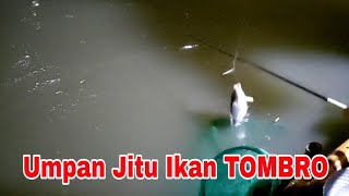 Download lagu MANCING IKAN TOMBRO DENGAN UMPAN JITU | LOMBA MANCING mp3