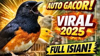 Download lagu Murai Batu Gacor Seketika! Masteran Terbaru Full Isian Viral 2025 mp3