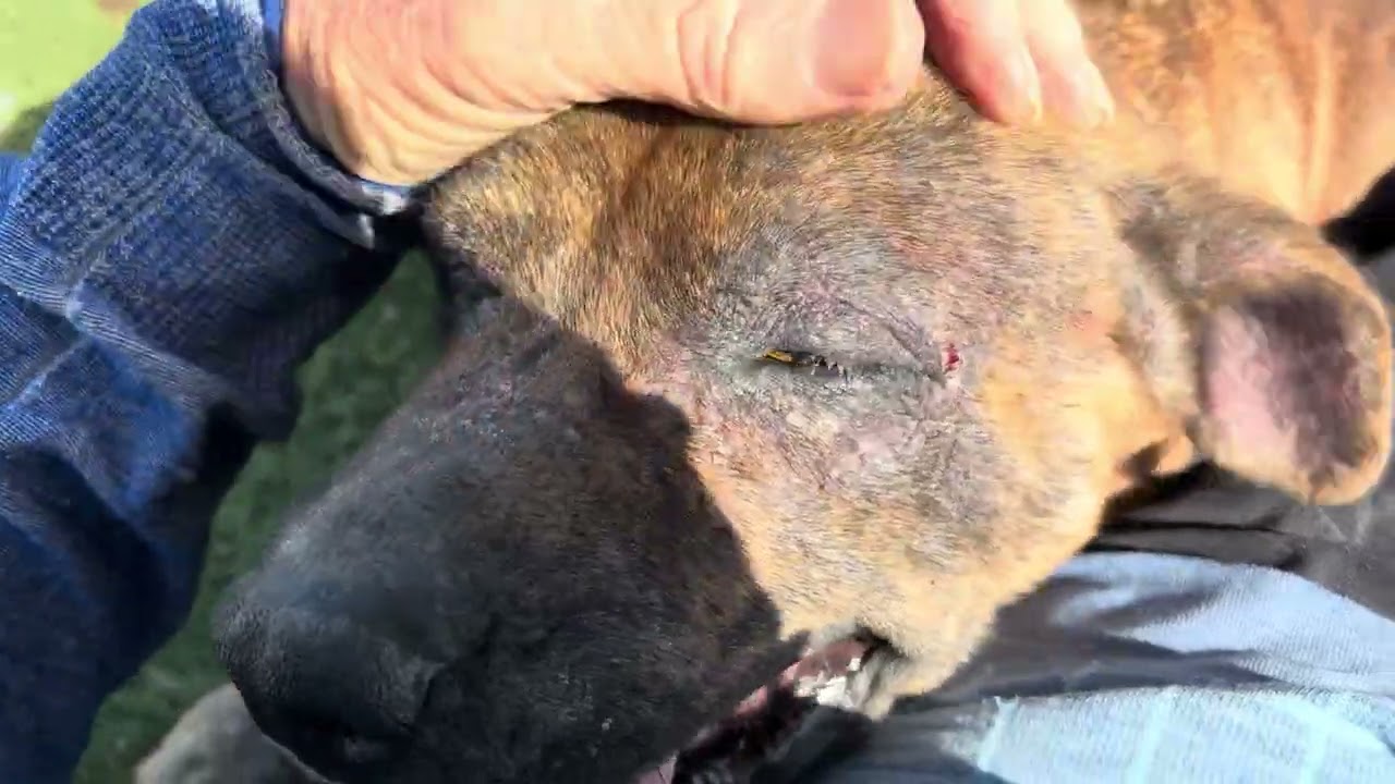Enlarge Josie, a ADOPTABLE mixed breed in Wasco, CA video 6/6