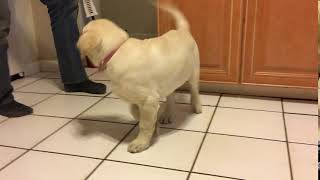 Video preview image #3 Labrador Retriever Puppy For Sale in NORWALK, CT, USA