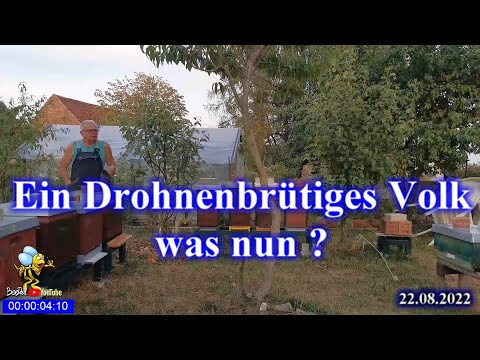 , title : 'Ein Drohnenbrütiges Volk im August wie ich damit umgehe #Imkerei, #Bienen und #Natur 2022'