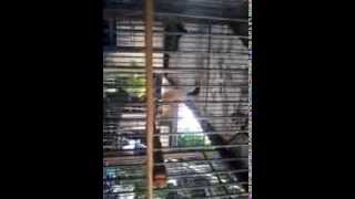 Download lagu cendet situbondo gereja gila mp3