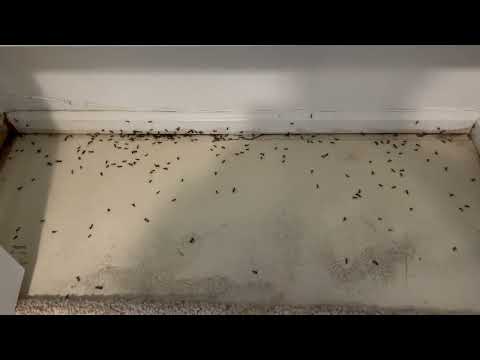Carpenter Ant Nest Found in the Bedroom Closet in Colts Neck, NJ
