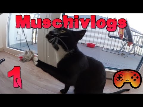 Die Prinzessin spielt verrückt ❤Muschivlog❤ #001 - Teamkrado - Cats