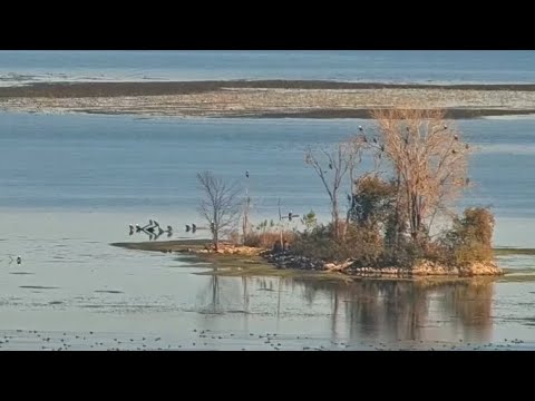 Great Spirit Bluff Falcons cam. A whole lotta eagles on "Eagle-island" - explore 10-30-2021