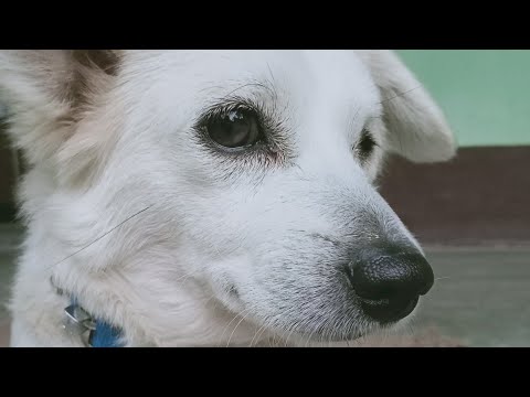 Cutting cake on their 2nd birthday/Happy Birthday 🎂 Zimmy & Simmy🎂