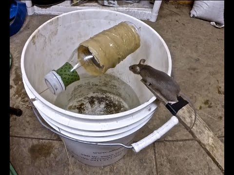 Best Mouse Trap Ever (So Simple)