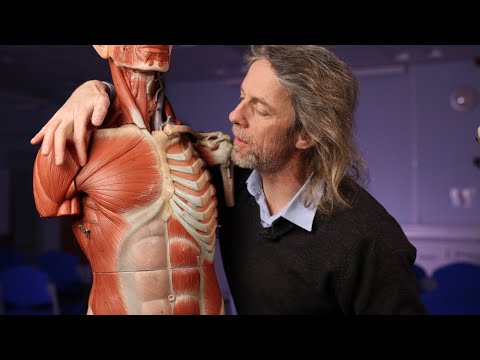 Origins and insertions of upper arm muscles