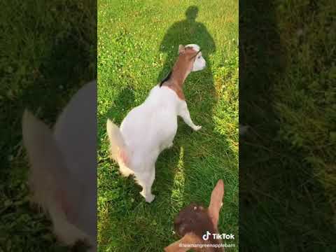 Best of Fainting Goats - Crazy Animals