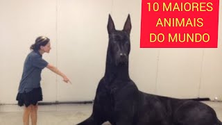 10 MAIORES ANIMAIS DO MUNDO