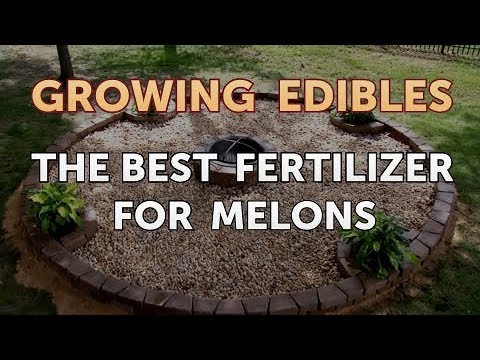 How to Grow Mangosteen From Seed