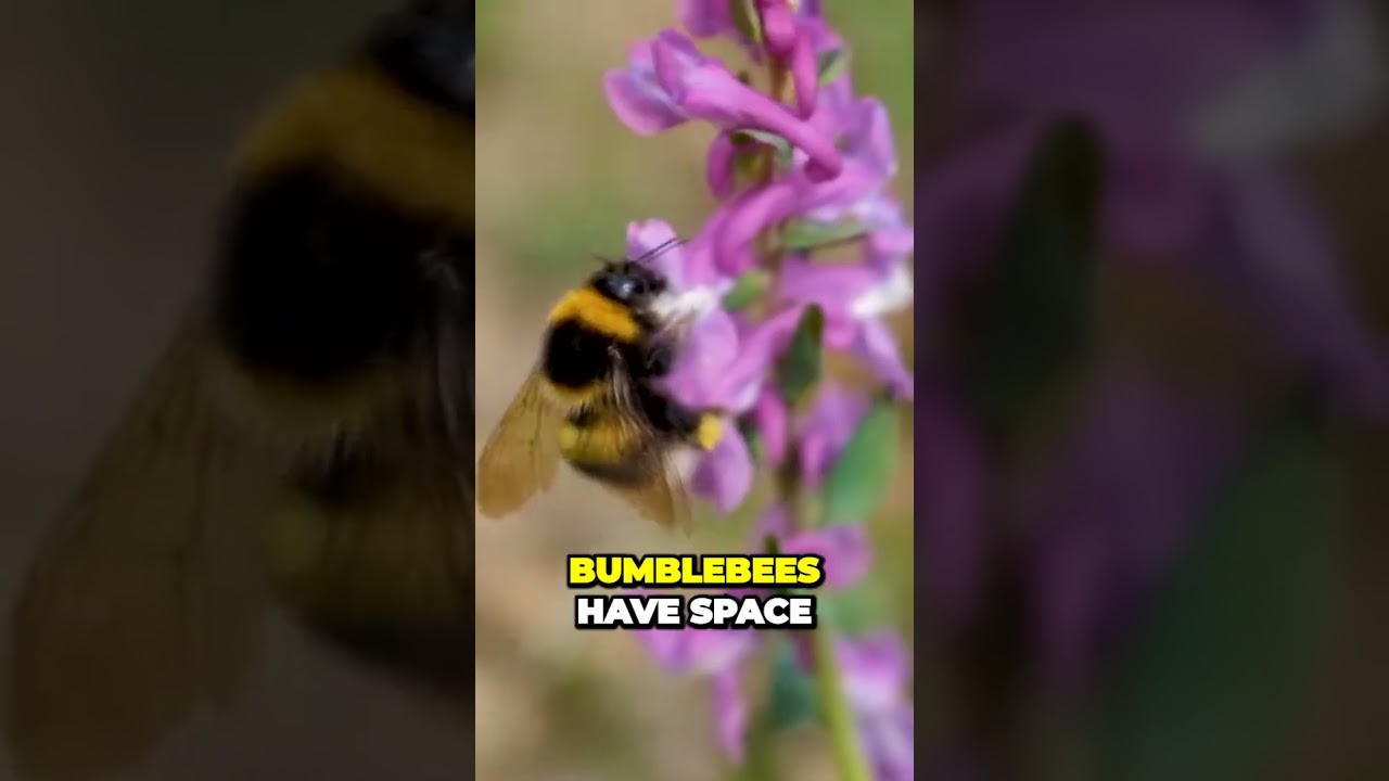 Uncovering the Surprising Truth | What You Didn't Know About Carpenter Bees 🐝🐝😲😲
