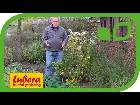 download lagu mp3 mp4 Buy Yuzu Tree, download lagu Buy Yuzu Tree gratis, unduh video klip Buy Yuzu Tree