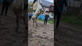 Download lagu This horse is fabulous #horse #horses mp3