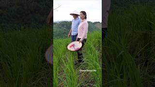 Robert and Mai visited rice field. short video. Green forest life