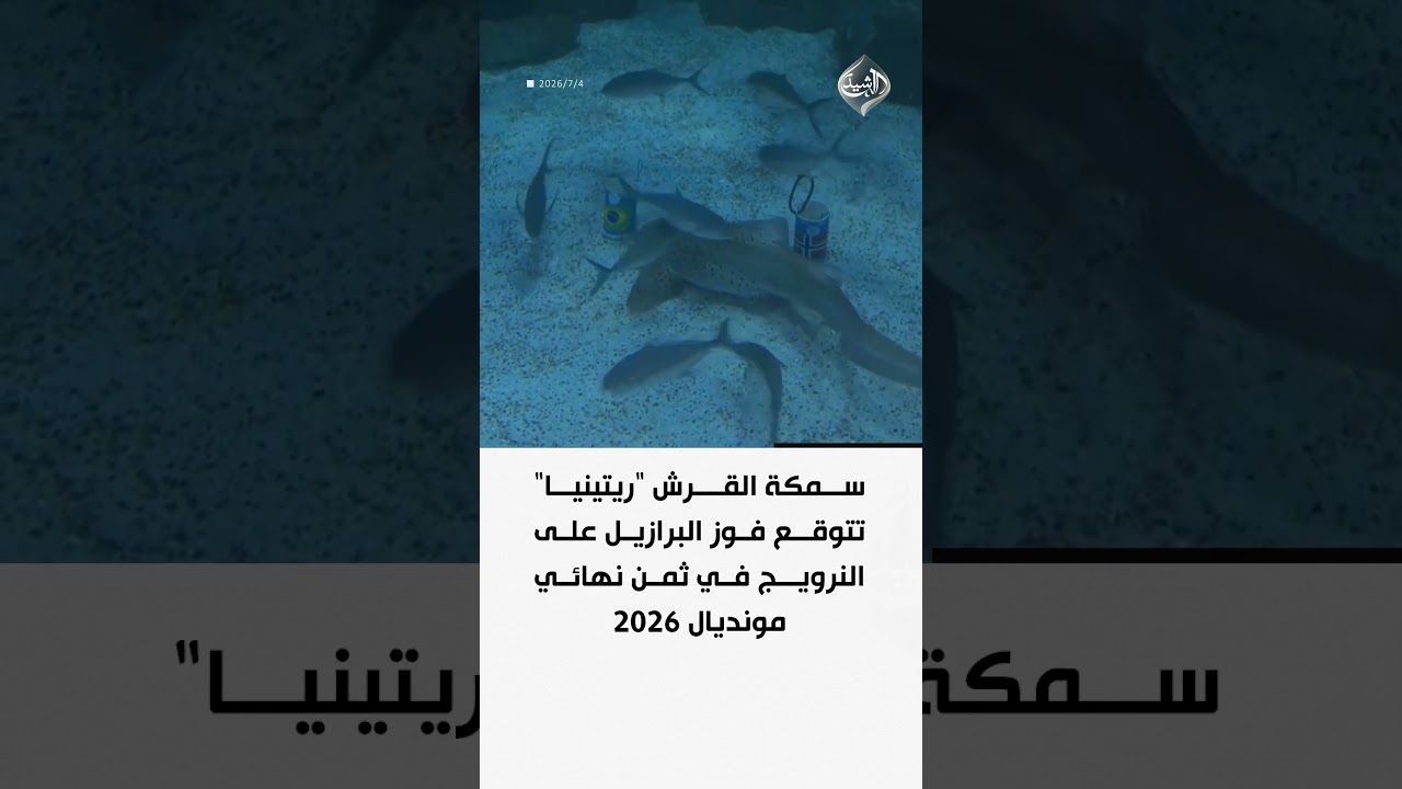 فيديو | سمكة القرش "ريتينيا" تتوقع فوز البرازيل على النرويج في ثمن نهائي مونديال 2026
