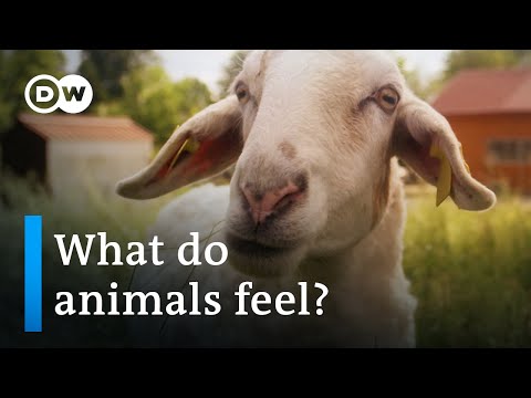 Ethics and meat consumption | DW Documentary