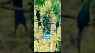 Download lagu Srigunting Krantil_Suara Asli mp3 Download lagu Srigunting Krantil_Suara Asli mp3