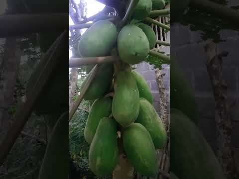 PEPAYA #pepayacalifornia