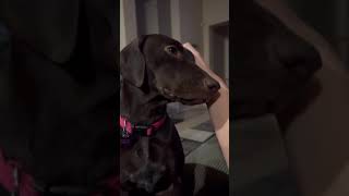 Video preview image #1 German Shorthaired Pointer Puppy For Sale in Corona, CA, USA