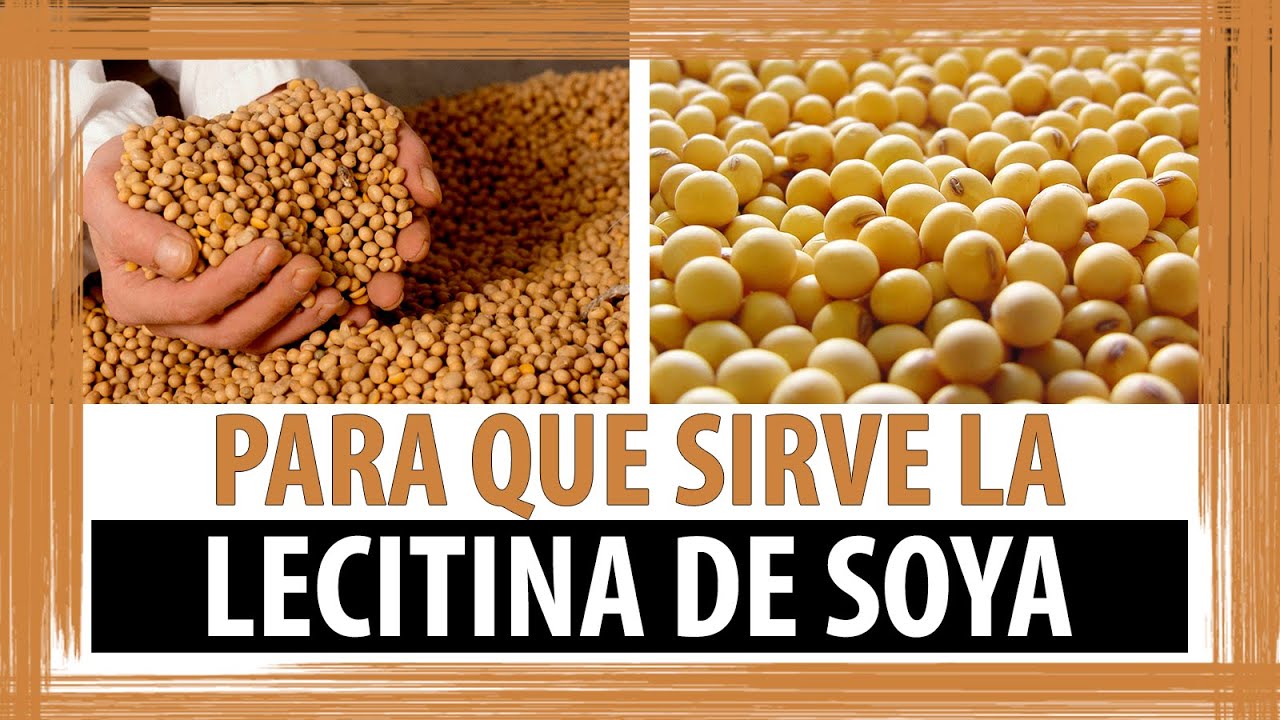 PARA QUE SIRVE LA LECITINA DE SOYA | BENEFICIOS DE LA LECITINA DE SOYA