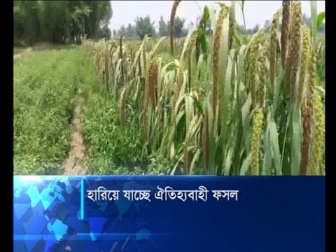 হারিয়ে যাচ্ছে ঐতিহ্যবাহী ফসল