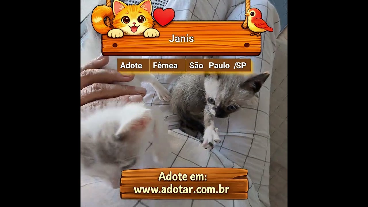 Gato raça SRD-ViraLata idade 2 a 6 meses nome Janis