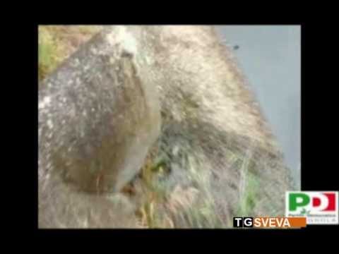 Cerignola | Il depuratore delle acque reflue non funziona: cattivi odori e disagi per i cittadini