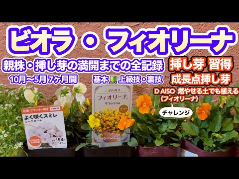 トレマ オリエンタリス