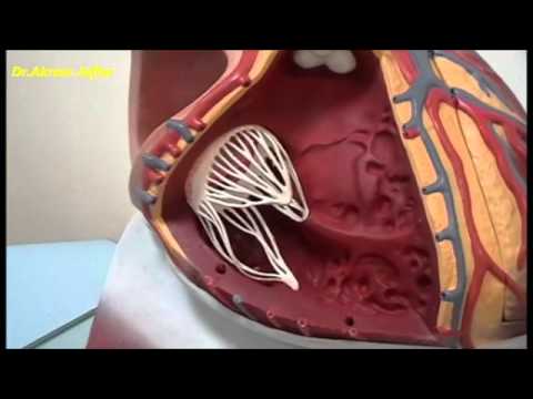 Zewnętrzna i wewnętrzna anatomia serca - plastikowy model