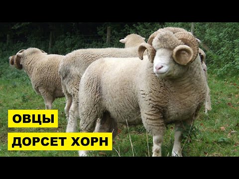 , title : 'Разведение овец породы Дорсет Хорн как бизнес идея | Овцеводство | Овцы Дорсет Хорн