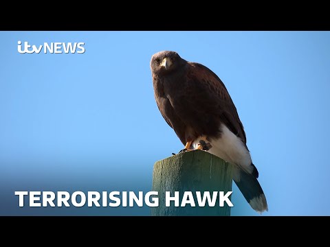 Residents petition to save dive-bombing hawk as ITV News camera captures latest attack | ITV News