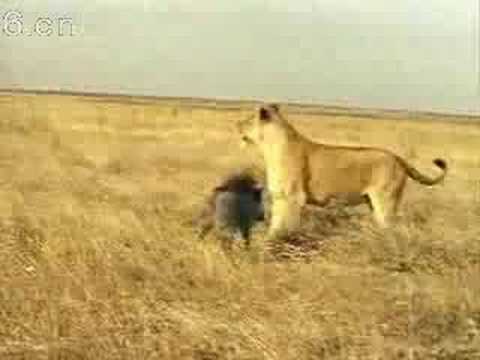 獅子 怕了傻野豬